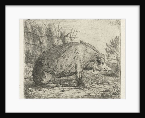 Sitting wild boar by Jacobus Cornelis Gaal