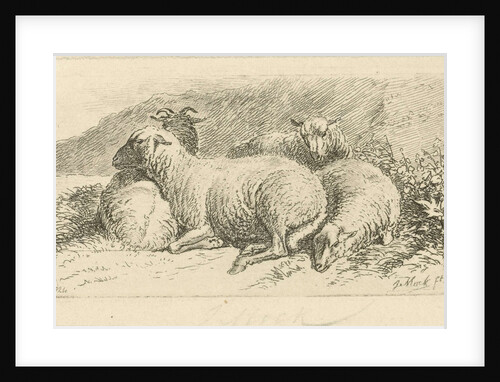 Four sheep lying by Johannes Mock