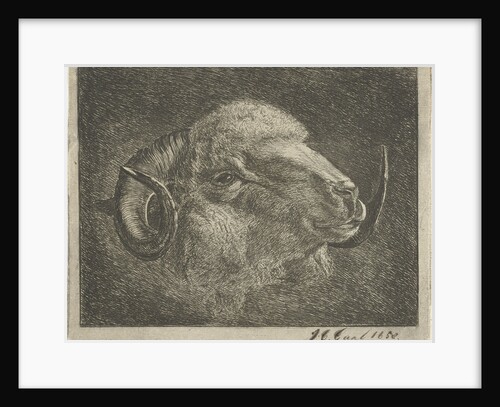 Head of a ram with twisted horns backward by Pieter Gaal
