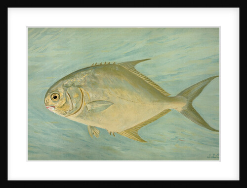The Pompano, Trachinotus carolinis by J. L. Petrie