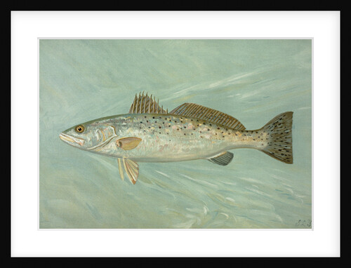 The Spotted Sea Trout, Cynoscion maculatum by J. L. Petrie