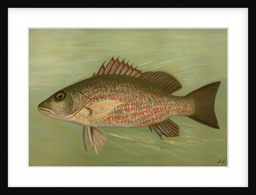 The Mangrove Snapper, Lutjanus griseus by J. L. Petrie