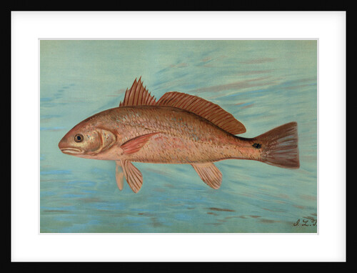 The Red Drum or Channel Bass, Scioena ocellata by J. L. Petrie