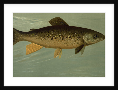 Hybrid Trout Cross of the Lake and Brook Trout by J. L. Petrie