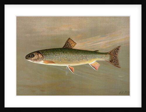 The American Brook Trout, Salvelinus fontinalis by J. L. Petrie