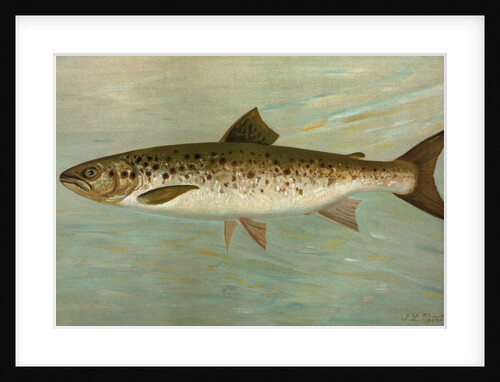 The Ouananiche or Winninish, Salmo salar ouananiche by J. L. Petrie