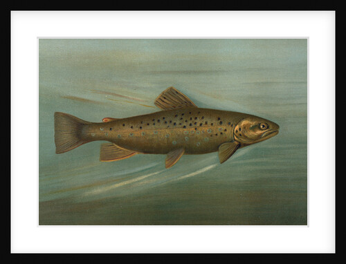 The Brown or German Trout, Salmo fario by J. L. Petrie