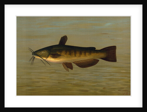 The Common Bullhead or Horned Pout, Amiurus nebulosus by J. L. Petrie