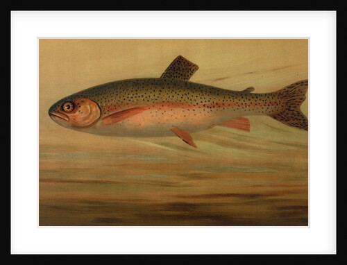 The Rainbow Trout, Salmo irideus by J. L. Petrie