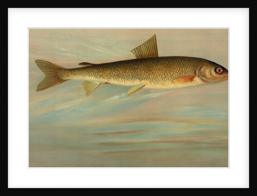 The Rocky Mountain Whitefish, Coregonus williamsoni by J. L. Petrie