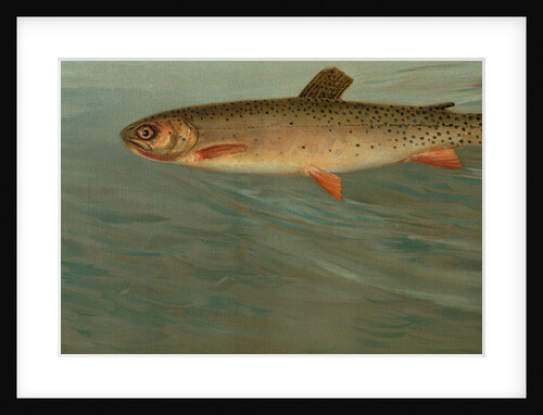 The Rocky Mountain Trout, Salmo mykiss by J. L. Petrie