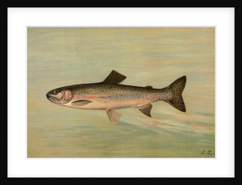 The Kern River Trout, Salmo irideus gilberti by J. L. Petrie