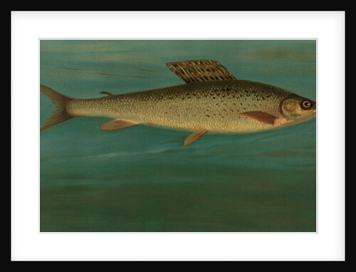 The Montana Grayling, Thymallus signifer montanus by J. L. Petrie