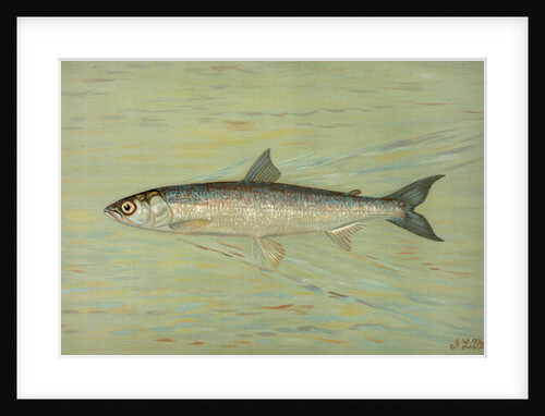 The Cisco of Lake Geneva, Wis., Argyrocomus artedi sisco by J. L. Petrie