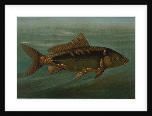 The Mirror Carp, Cyprinus carpio by J. L. Petrie