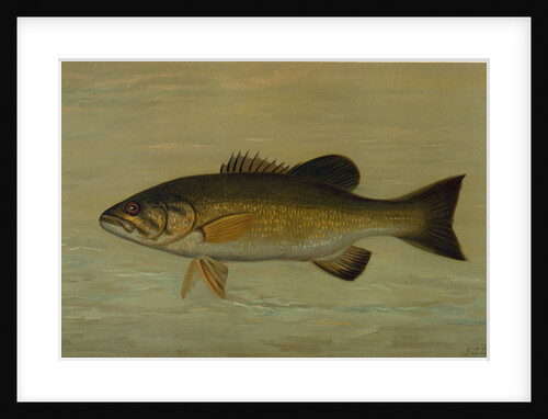 The Small-Mouthed Black Bass, Micropterus dolomieu by J. L. Petrie