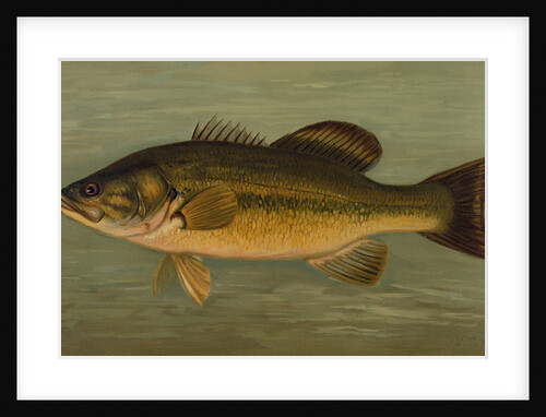 The Large-Mouthed Black Bass, Micropterus salmoides by J. L. Petrie