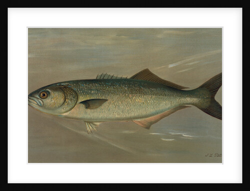 The Bluefish, Pomatomus saltatrix by J. L. Petrie