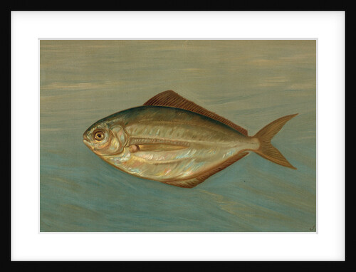 The Dollar or Butter Fish, Rhombus triacanthus by J. L. Petrie