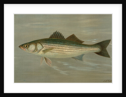 The Striped Bass, Roccus lineatus by J. L. Petrie