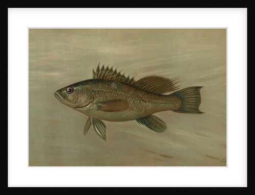 The Sea Bass, Centropristes striatus by J. L. Petrie