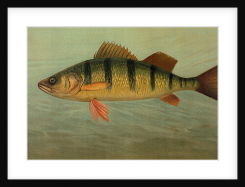 The Spot, or Lafayette, Leiostomus xanthurus by J. L. Petrie