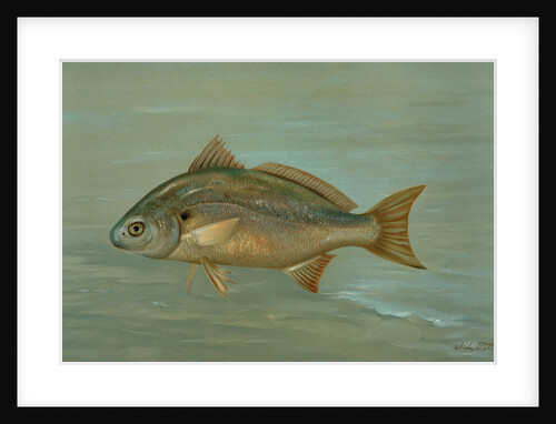 The Kingfish, Whiting, or Barb, Mentichirrhus nebulosus by J. L. Petrie