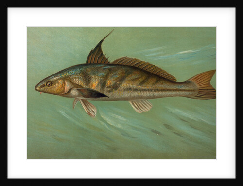 The Weakfish or Squeteague, Cynoscion regale by J. L. Petrie