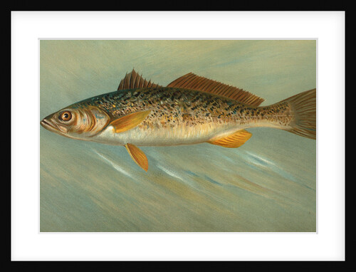 The Spanish Mackerel, Scomberomorus maculatus by J. L. Petrie