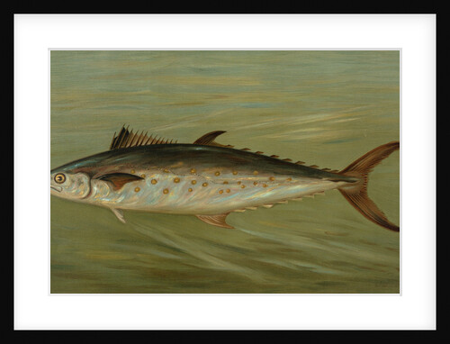 The Porgee or Scup, Stenotomus chrysops by J. L. Petrie