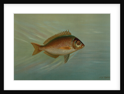 The Blackfish or Tautog, Tautoga onitis by J. L. Petrie