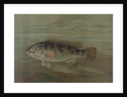 The California Redfish or Fat-head, Pimelometopon pulcher by J. L. Petrie