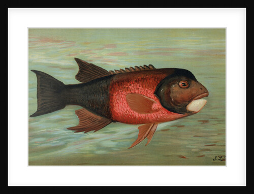 The Sacramento Pike, Squaw's-fish or Yellow belly, Ptychocheilus oregonensis by J. L. Petrie