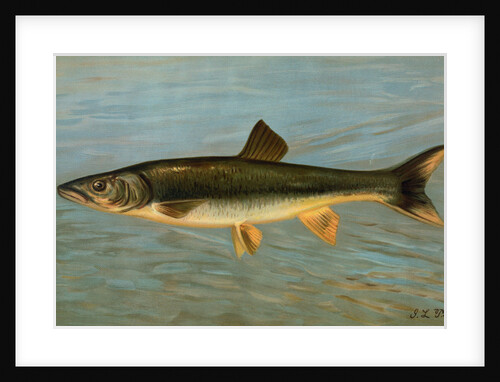 The Striped Mullet, Mugil brasiliensis by J. L. Petrie