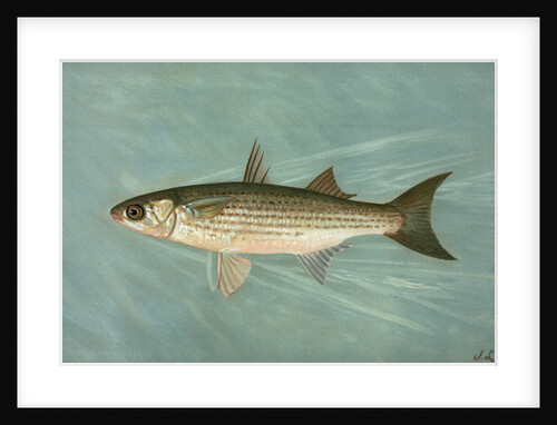 The Unspotted Mascalonge of Wisconsin, Lucius masquinongy by J. L. Petrie