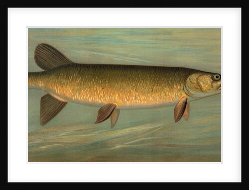 The Rock Bass, Ambloplites rupestris by J. L. Petrie