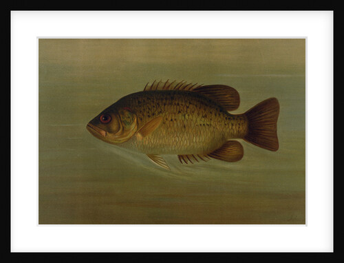 The Common Sunfish, Eupomotis gibbosus by J. L. Petrie