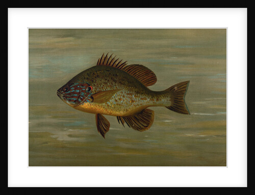 The White or Silver Bass, Roccus chrysops by J. L. Petrie