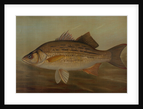 The Pike, Lucius lucius by J. L. Petrie