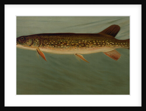 The Eastern Pond Pickerel by J. L. Petrie