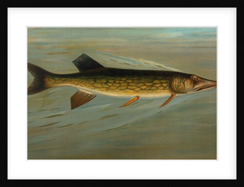 The Fresk Water Drum, or Sheepshead, Aplodinotus grunniens by J. L. Petrie