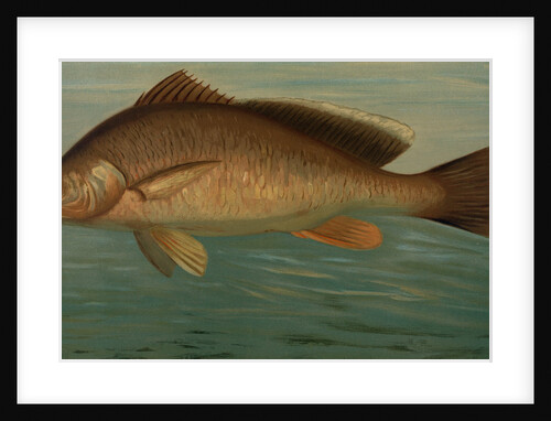 The Yellow Perch, Perca flaverscens by J. L. Petrie