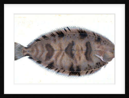 Variegated Sole, Pleuronectes variegatus by E. Donovan