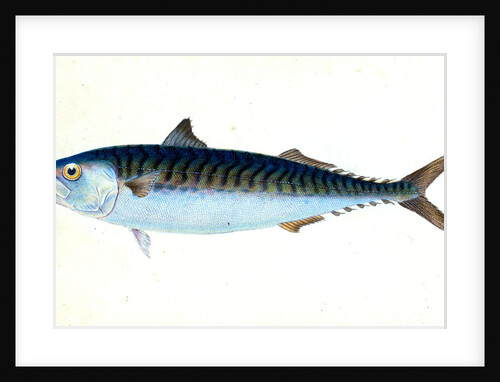 Mackarel, Scomber Scomber by E. Donovan