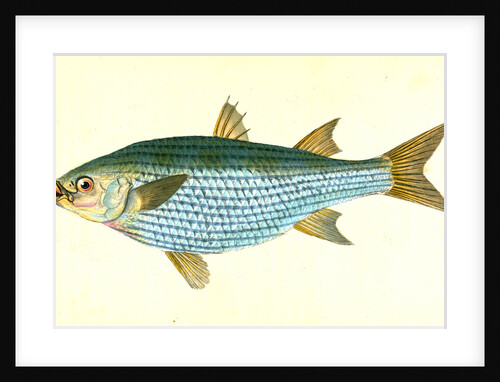 Mullet, Mugil Cephalus by E. Donovan