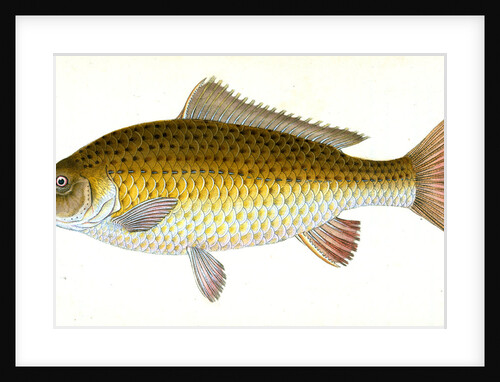 Carp, Cyprinus Carpio by E. Donovan