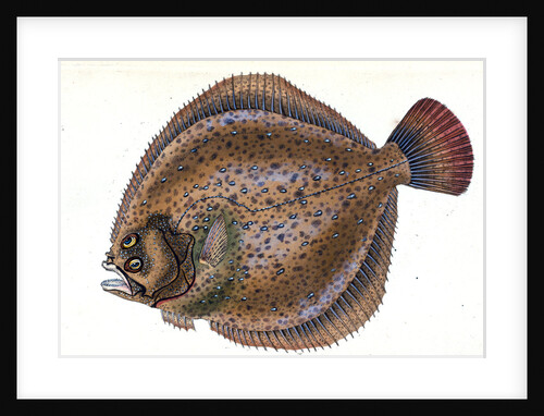 Small-headed Dab, Pleuronectes microcephalus by E. Donovan