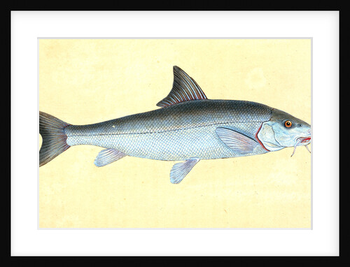 Cyprinus Barbus, Barbel by E. Donovan