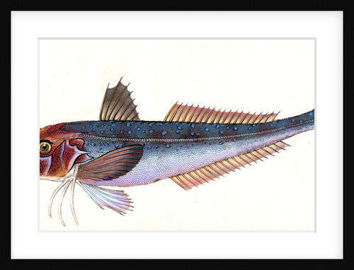 Grey Gurnard, Trigla Gurnardus by E. Donovan