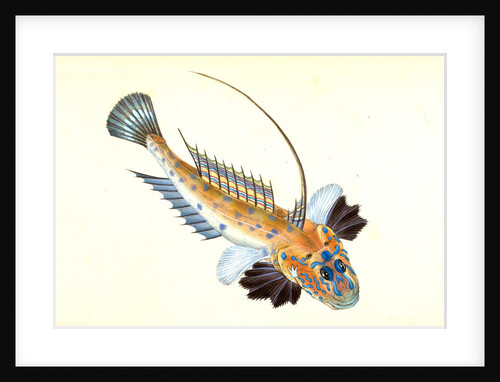 Dragonet, gemmous, Gallioyumus Lyra by E. Donovan